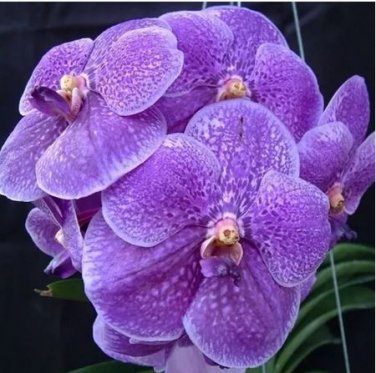 100 seeds Vanda Seeds, 100 Seeds/Pack