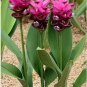 10 seeds Thailand Curcuma Seeds Called Siam Tulip
