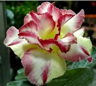 1000 seeds Adenium Dard Red-White-Bright Yellow Double Flowers