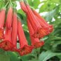 100 seeds Mix Datura Flower Datura Bonsai Dwarf Brugmansia Suaveolens Flamenco