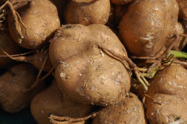 20 seeds Pachyrhizus