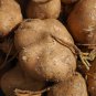 20 seeds Pachyrhizus