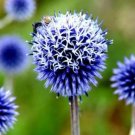 1000 seeds Echinops sphaerocephalus Glandular Globe thistle Seeds Blue