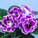 200 seeds 24 Color Imported Gloxinia Plant