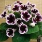 200 seeds 24 Color Imported Gloxinia Plant