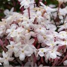 100 seeds Pink Climbing Jasmine Plant Flower