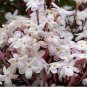 100 seeds Pink Climbing Jasmine Plant Flower