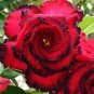 20 seeds Adenium Desert Rose Seeds 5 Layer Black Dark Red Petals