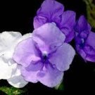 20 seeds New a Bag Rare Deep Blue Brunfelsia