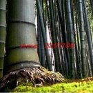 100 seeds Giant Wholesale Large Phyllostachys pubescens moso