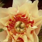 12 seeds Peony Seeds Peony Variety Peony 'Prairie Charm'