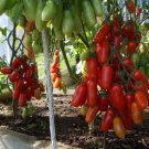 50 seeds Heirloom Ukraine Kibits Tomato