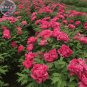 5 seeds Rare Flower King Pink Red Peony Seedling