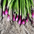 30 seeds Spring Onion with Red Beard
