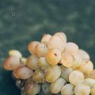 15 seeds Rare Yellow Red Cluster of Grape Organic