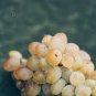 15 seeds Rare Yellow Red Cluster of Grape Organic