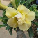 2 seeds 'Invincible Eastern' Adenium Desert Rose