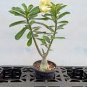 2 seeds 'Invincible Eastern' Adenium Desert Rose