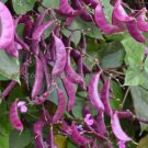 8 seeds Ruby Moon Red Hyacinth Bean