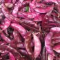 8 seeds Ruby Moon Red Hyacinth Bean