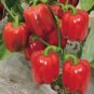 20 seeds Heirloom Red Long Sharp Sweet Bell Pepper