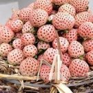 500 seeds Fresh Pineberry Seeds Professional Pack