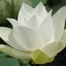 1 seeds Big White Lotus Flower Nelumbo Pond Plants