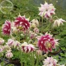 50 seeds Rare Beautiful Mixed Garden Columbine Aquilegia Pink Bi-color Black White Purple Flowers