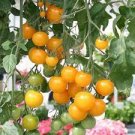 100 seeds Heirloom Tumbling Tom Yellow Cherry Tomato