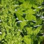 50 seeds Heirloom Chinese Cabbage Vegetable
