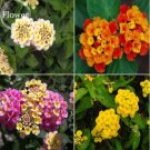 10 seeds Mixed Colorful Lantana Camara Perennial Plants