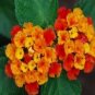 10 seeds Mixed Colorful Lantana Camara Perennial Plants