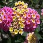 10 seeds Mixed Colorful Lantana Camara Perennial Plants