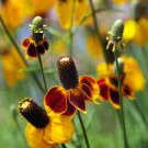 20 seeds Mexican Hat Ratibida Echinacea Purpurea Cornflowers