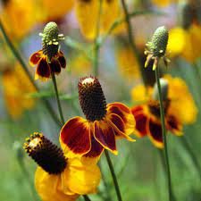20 seeds Mexican Hat Ratibida Echinacea Purpurea Cornflowers