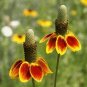20 seeds Mexican Hat Ratibida Echinacea Purpurea Cornflowers