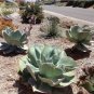 10 seeds Giant Hens and Chicks Echeveria Gigantea Succulent