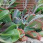 10 seeds Giant Hens and Chicks Echeveria Gigantea Succulent