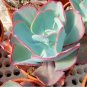 10 seeds Giant Hens and Chicks Echeveria Gigantea Succulent