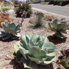 10 seeds Giant Hens and Chicks Echeveria Gigantea Succulent