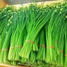 50 seeds Heirloom Chinese Green Leek Vegetables