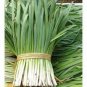50 seeds Heirloom Chinese Green Leek Vegetables