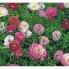 100 seeds Poppy Shirley Double Mix