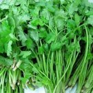 150 seeds Coriander Heirloom Chinese Parsley