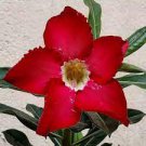 2 seeds Adenium Dark Red Moon Plant