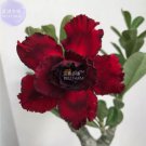 2 seeds Adenium Blackish Dark Red Desert Rose Flower