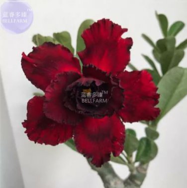 2 seeds Adenium Blackish Dark Red Desert Rose Flower
