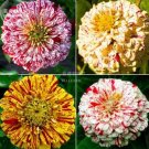 50PCS 6 Types Of Colourful Zinnia Flowers Seeds Perennial Home