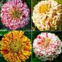 50PCS 6 Types Of Colourful Zinnia Flowers Seeds Perennial Home