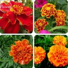 50 seeds Heirloom Mixed French Marigold Annual Flowers
